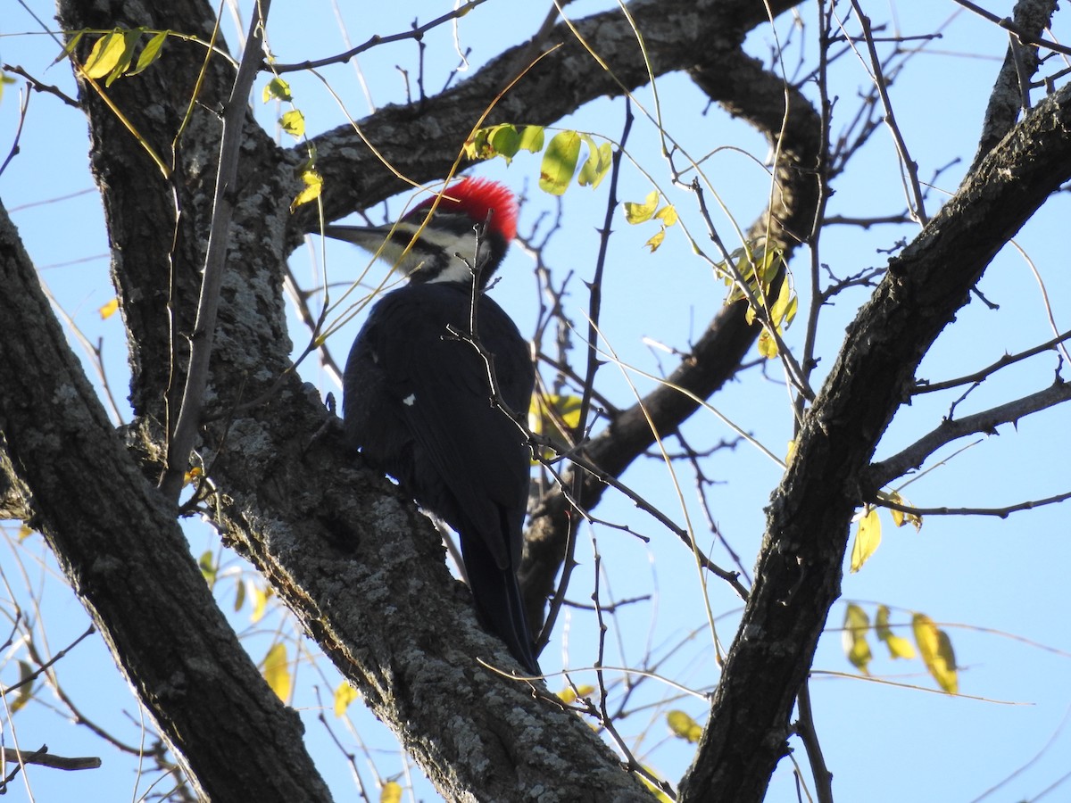 Pileated Woodpecker - Candy Giles