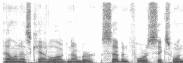  - Mauritius Cuckooshrike