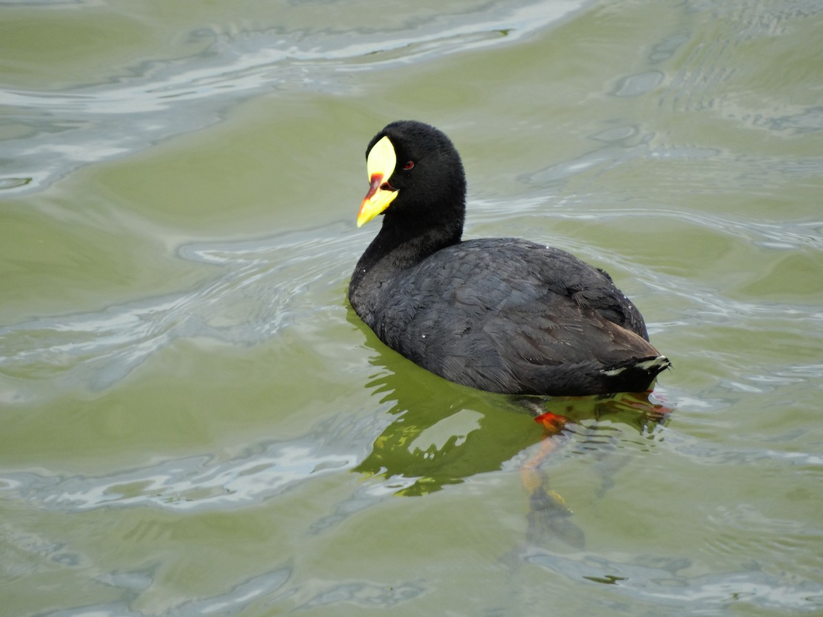Red-gartered Coot - ML74617151