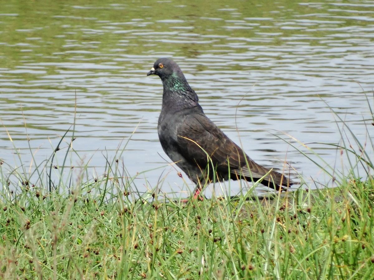 Rock Pigeon (Feral Pigeon) - Nicolás Espina León