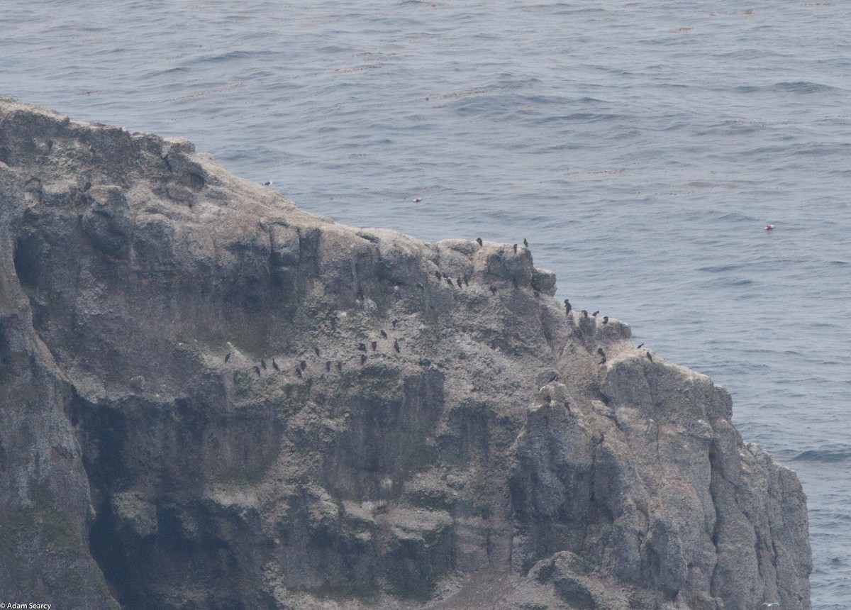 Brown Booby - ML74618081