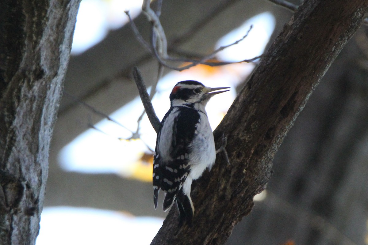 Hairy Woodpecker - Vincent O'Brien