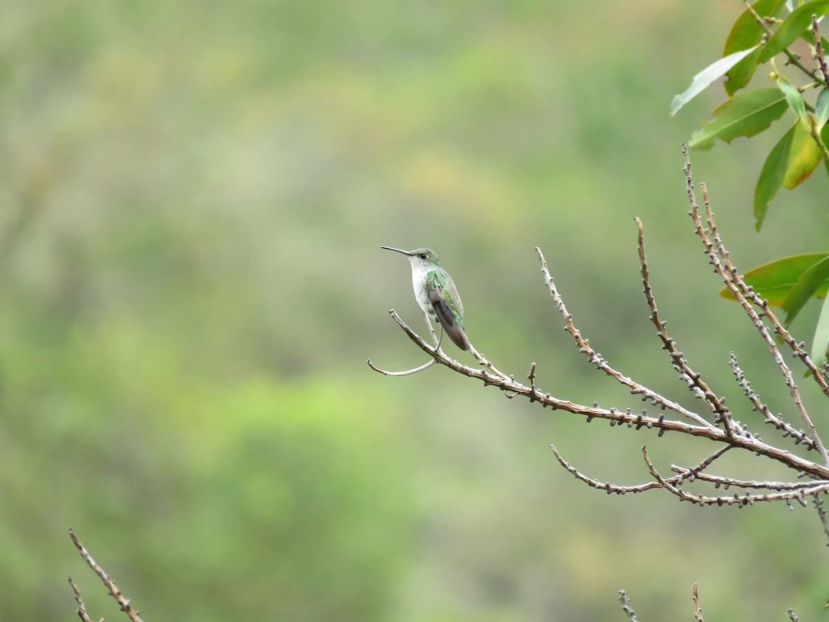 White-bellied Hummingbird - ML74618771