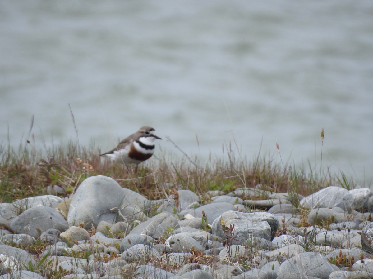 Double-banded Plover - ML74620921