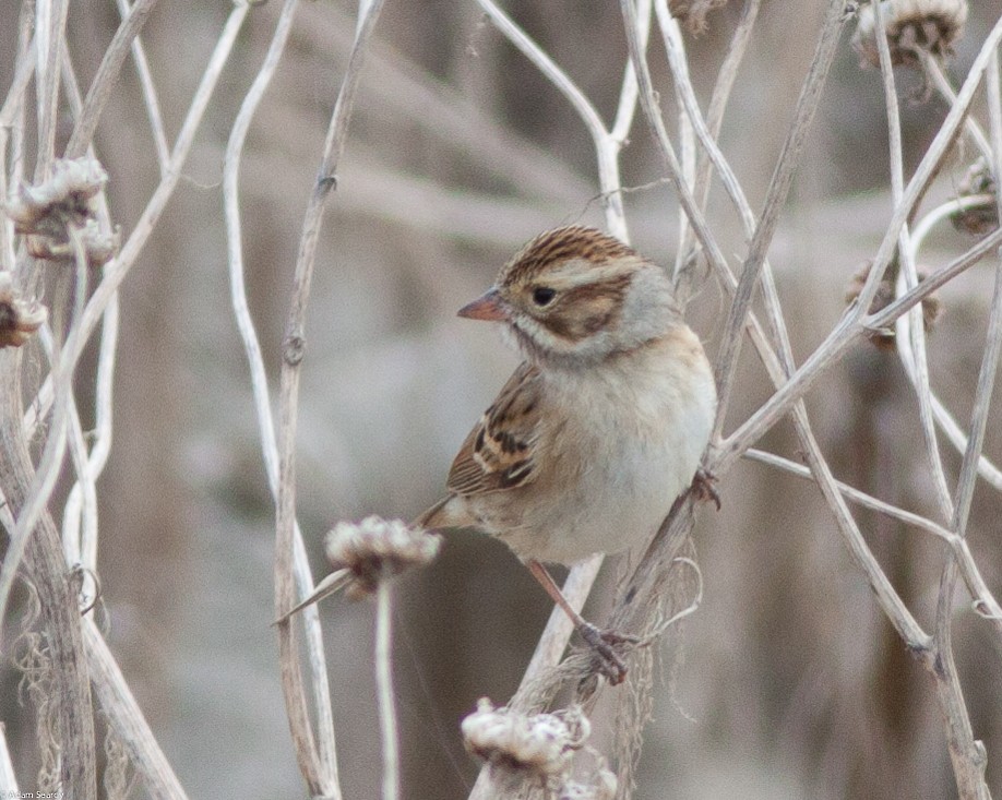 Clay-colored Sparrow - ML74623391