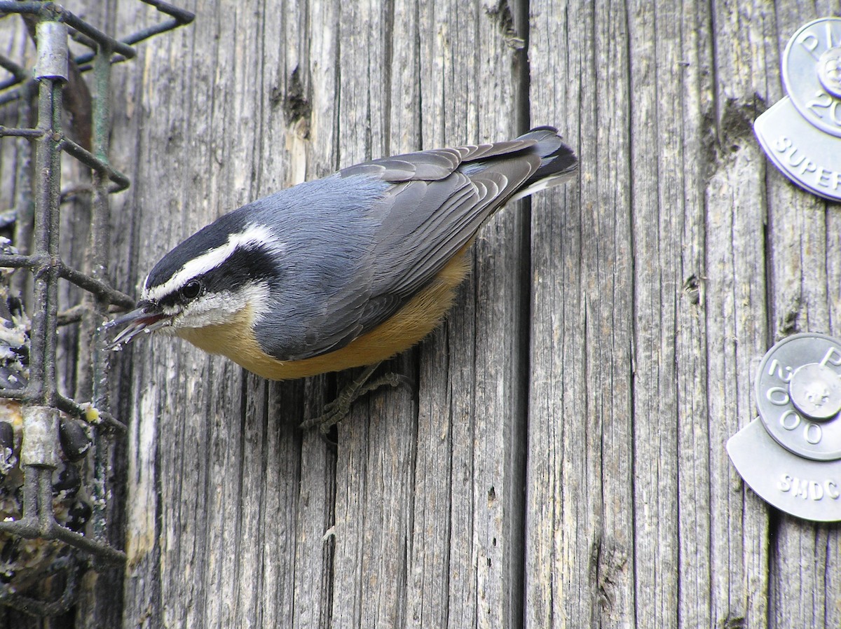 Red-breasted Nuthatch - Daniel Hunt