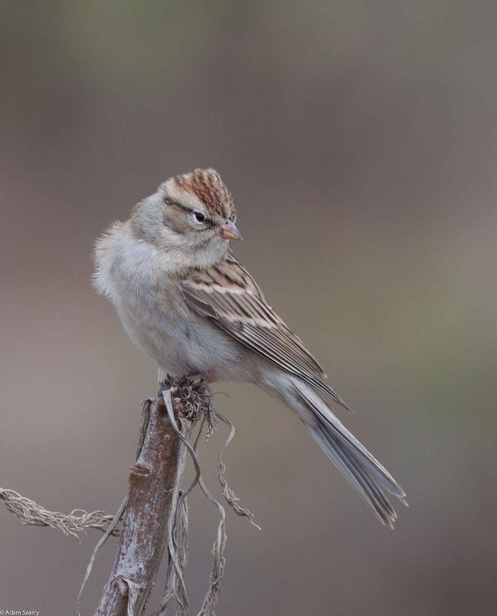 Chipping Sparrow - Adam Searcy
