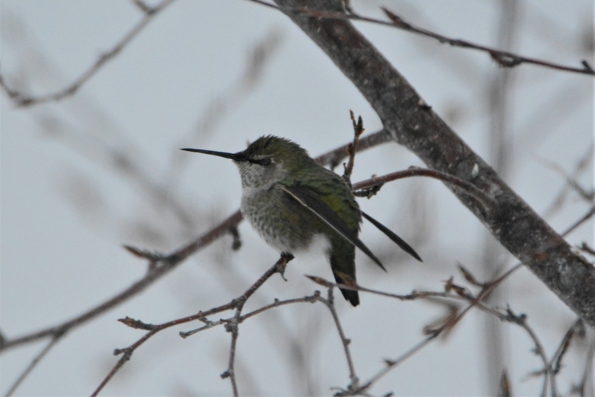 Anna's Hummingbird - ML74625491