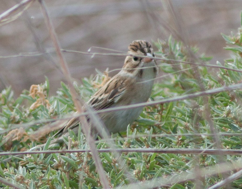 Clay-colored Sparrow - ML74625841