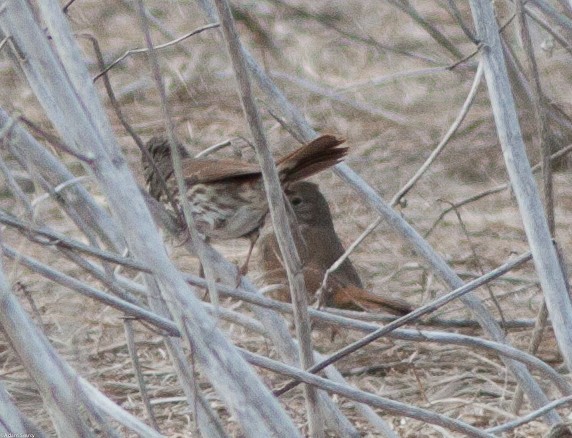 Fox Sparrow (Slate-colored) - Adam Searcy