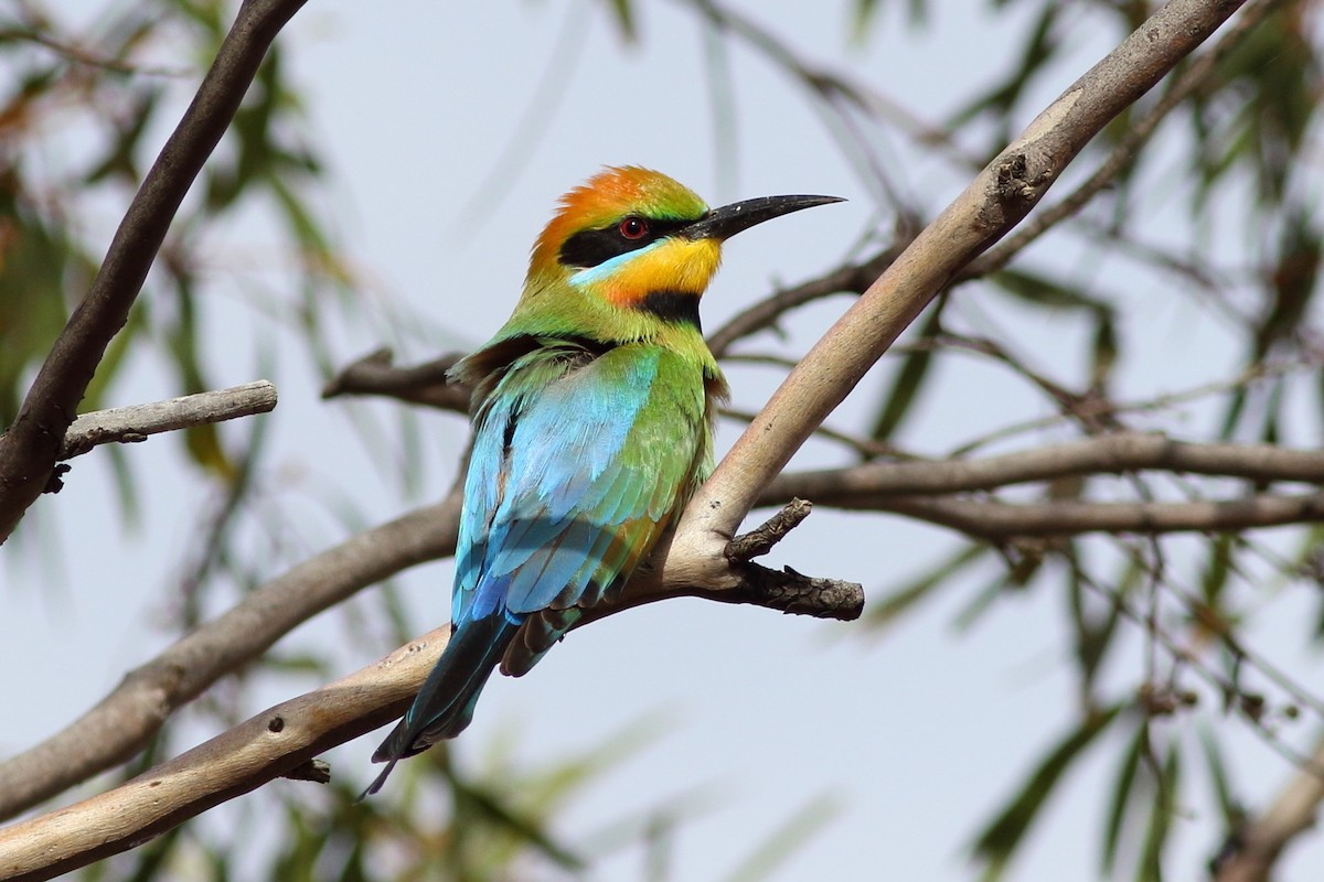 Rainbow Bee-eater - Leigh Pieterse