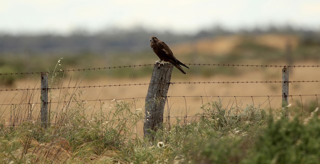Bird in its habitat; Victoria, Australia. - Black Falcon - 
