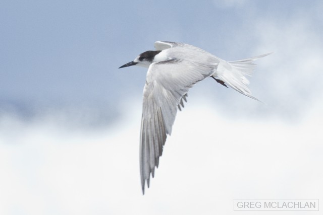Common Tern (longipennis) - ML74629931