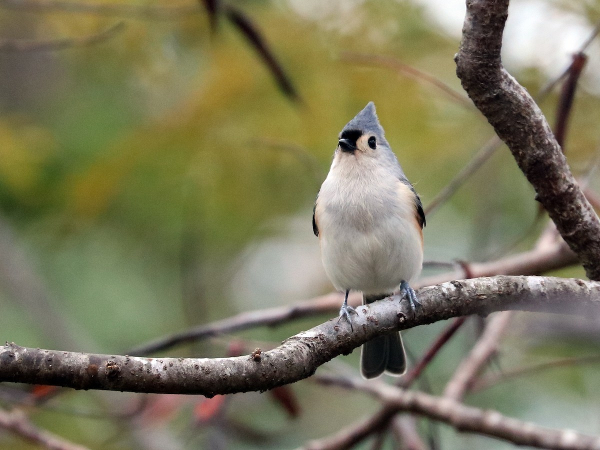 Tufted Titmouse - Colin Sumrall