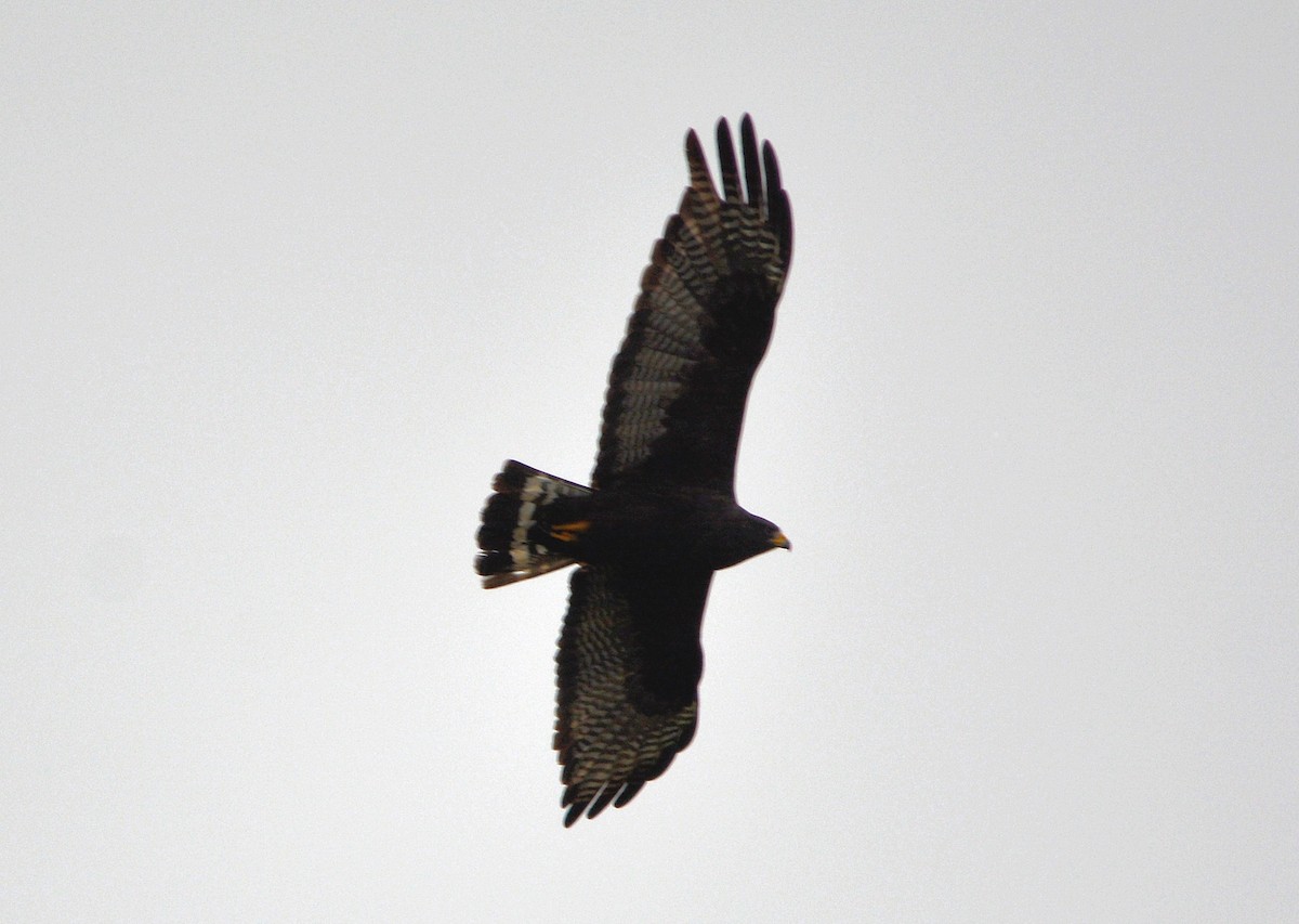 Zone-tailed Hawk - Rhonda Townsend