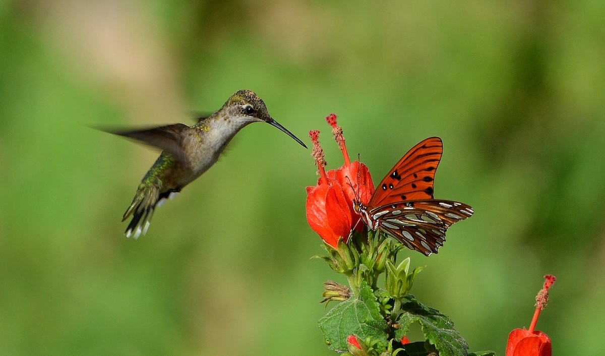 Ruby-throated Hummingbird - Rhonda Townsend
