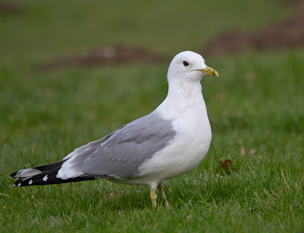 Common Gull - ML74636591