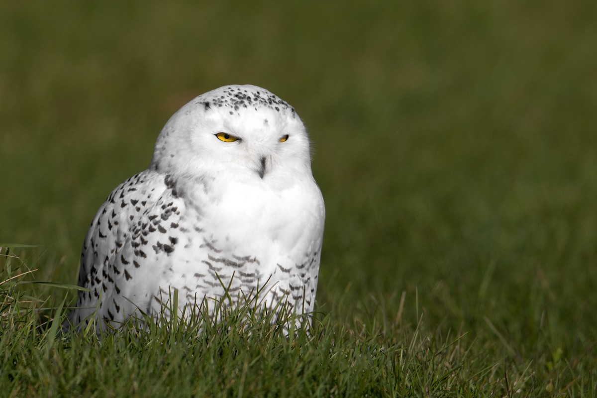 Snowy Owl - ML74641041