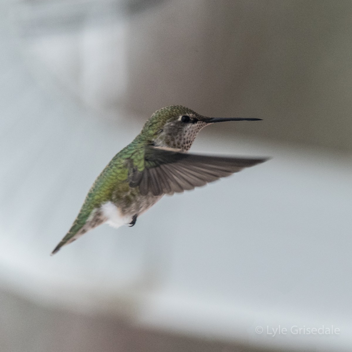 Anna's Hummingbird - ML74641601