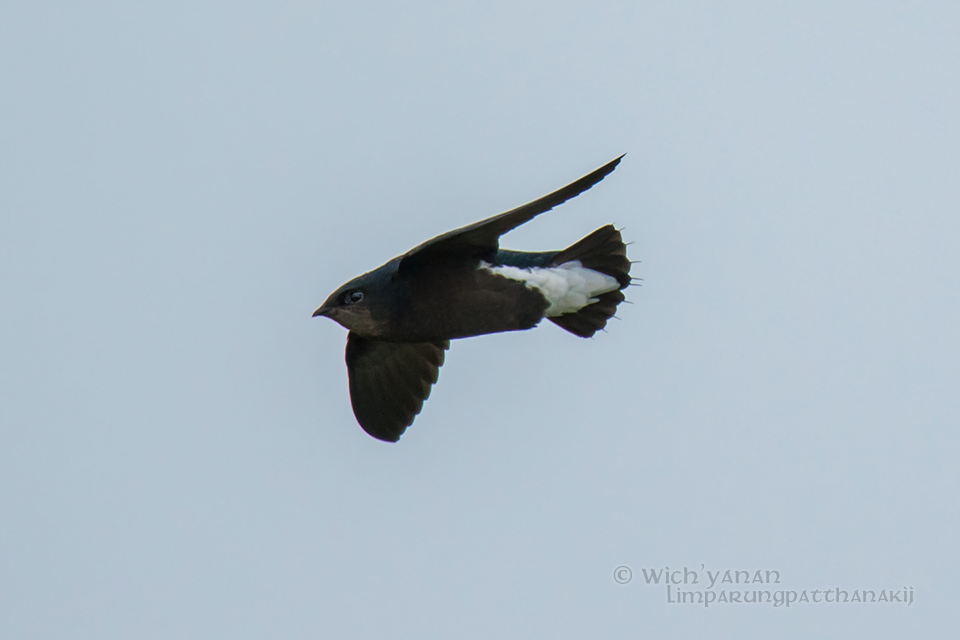 Silver-backed Needletail - ML74641701