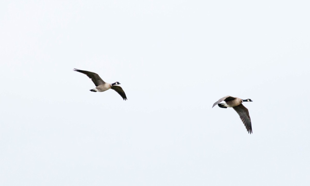 Cackling Goose (Aleutian) - ML74643651