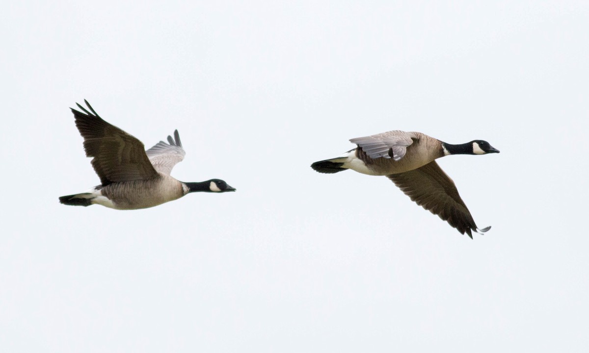 Cackling Goose (Aleutian) - ML74645461