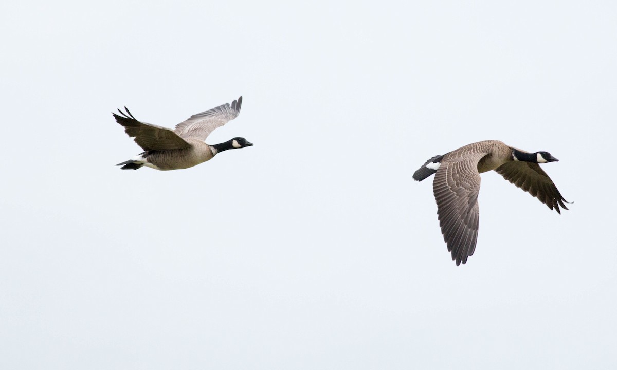 Cackling Goose (Aleutian) - ML74645471