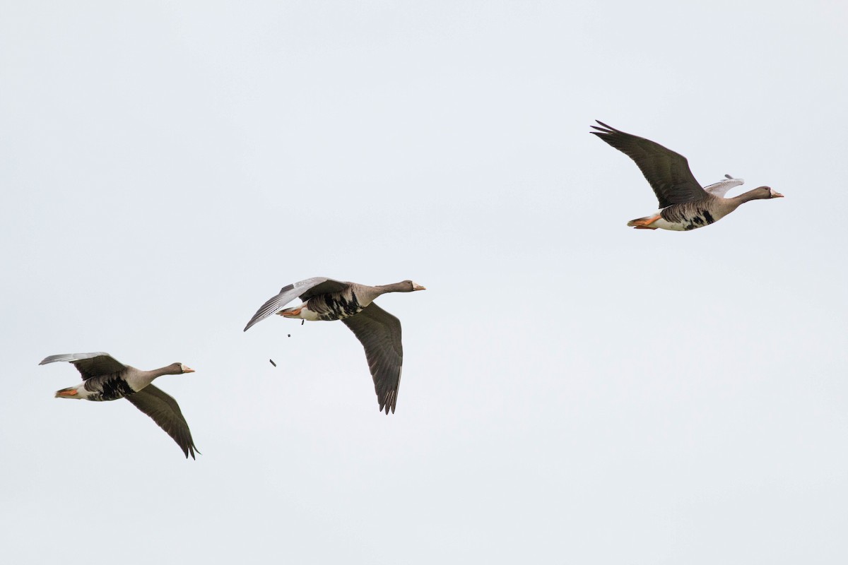 Greater White-fronted Goose (Western) - Paul Fenwick
