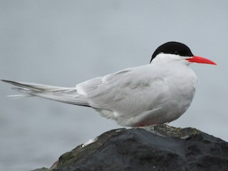  - South American Tern