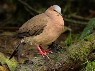  - Gray-fronted Dove