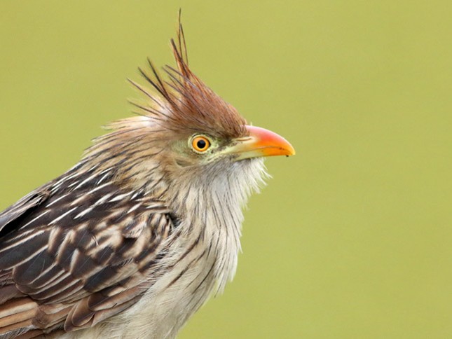 Guira Cuckoo - J. Simón Tagtachian