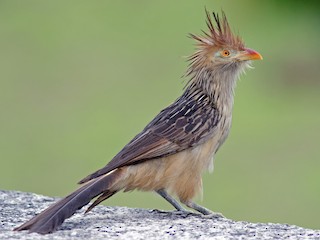  - Guira Cuckoo