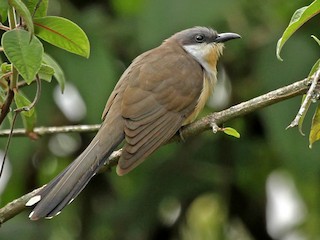  - Dark-billed Cuckoo