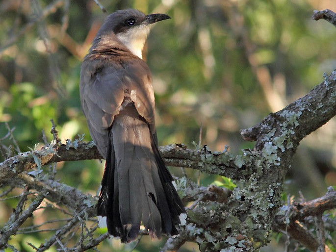 Dark-billed Cuckoo - Ramiro Ramirez