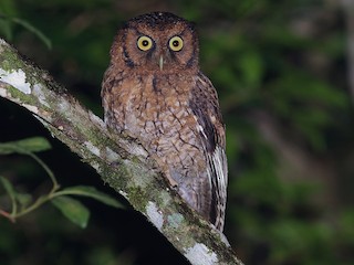  - Black-capped Screech-Owl