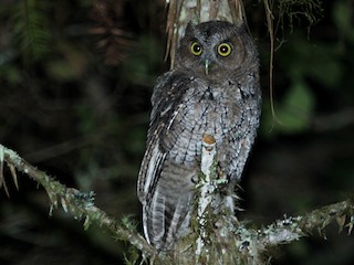 ミミナガオオコノハズク - eBird