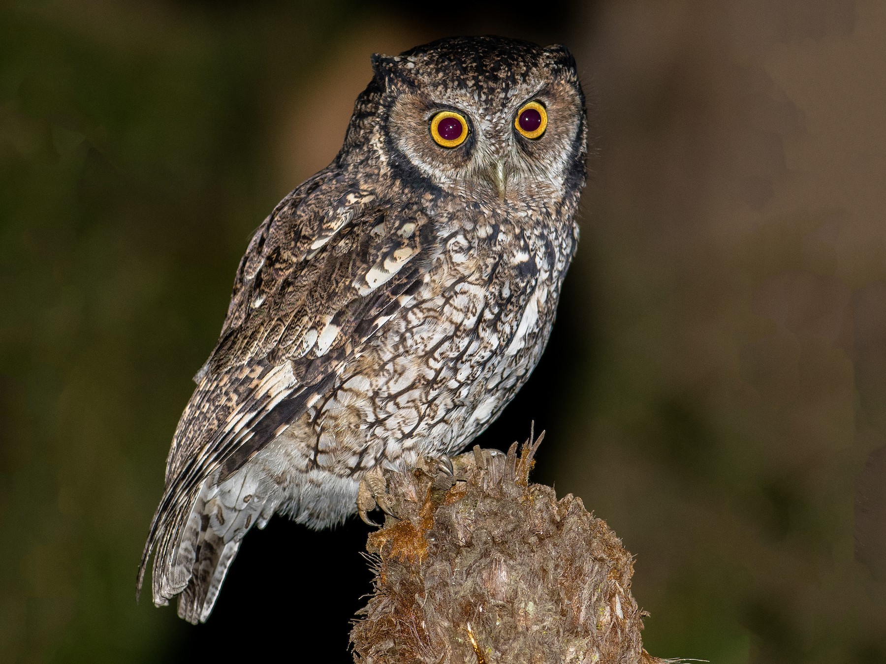 Long-tufted Screech-Owl - Hudson - BirdsRio