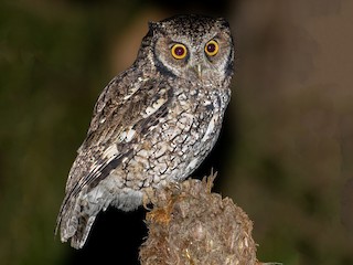  - Long-tufted Screech-Owl