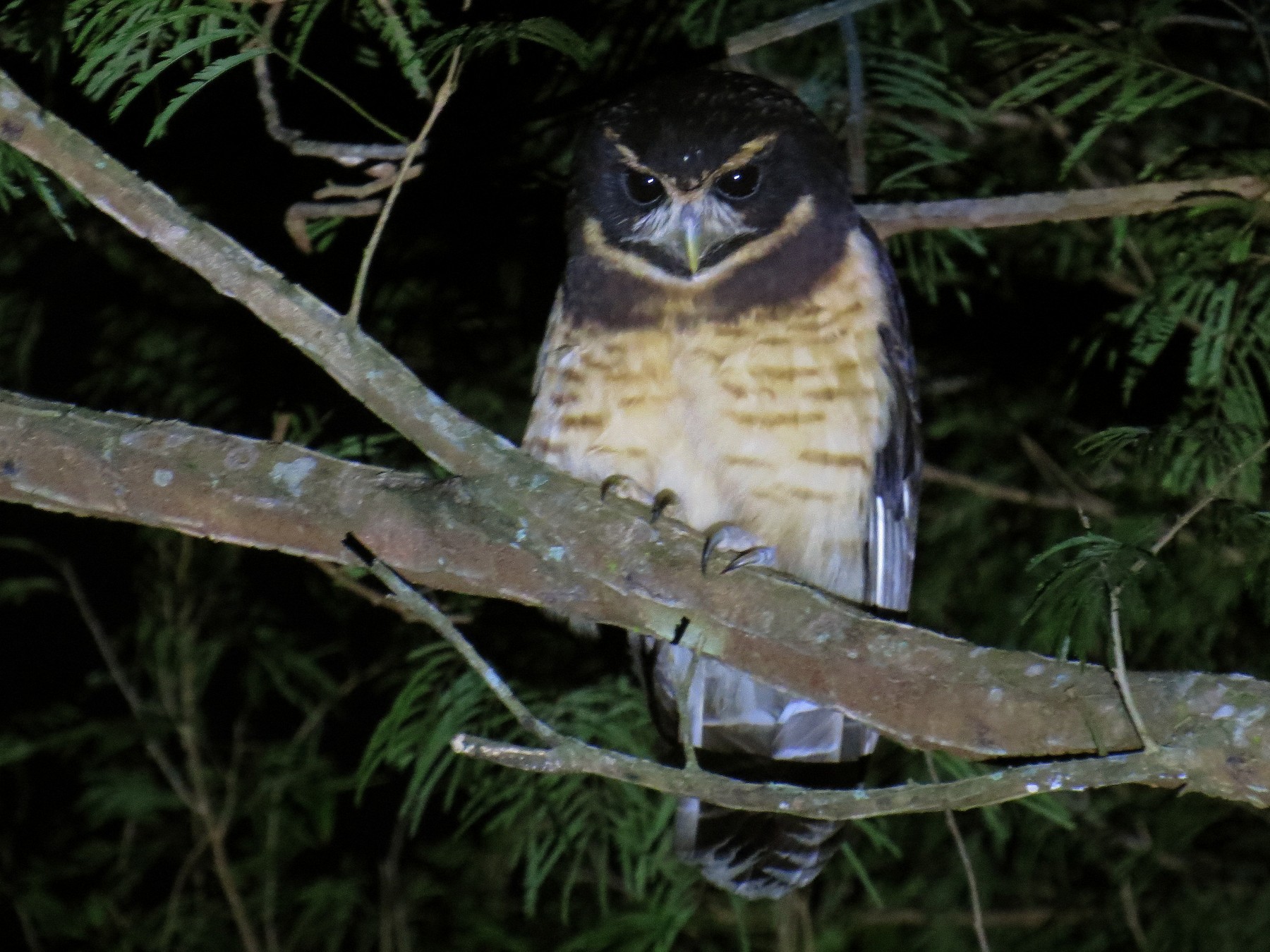Tawny-browed Owl - Willian Menq