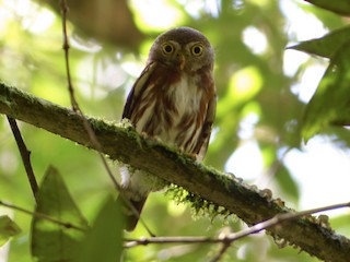 ブラジルコスズメフクロウ - eBird
