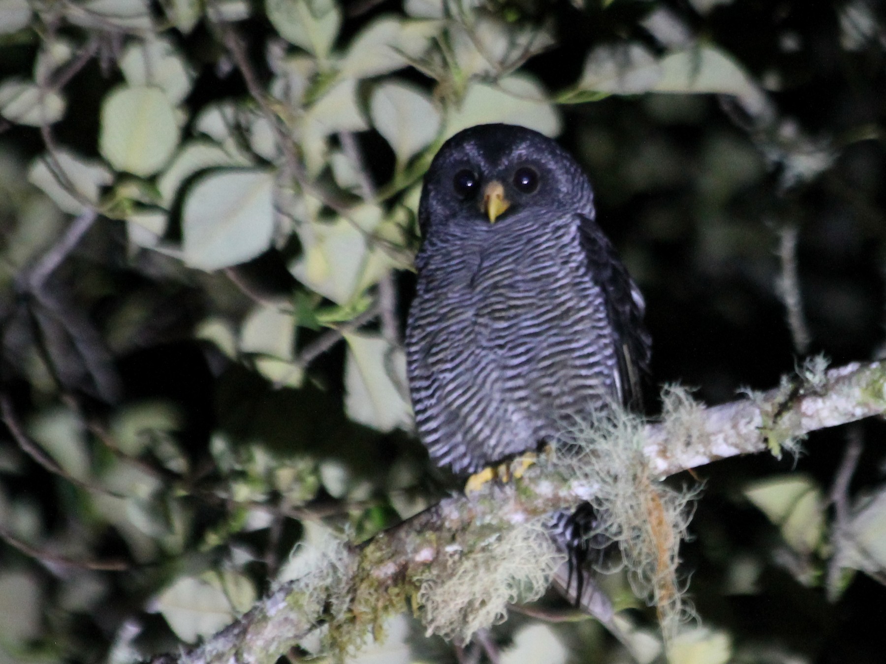 Chouette rayée - eBird