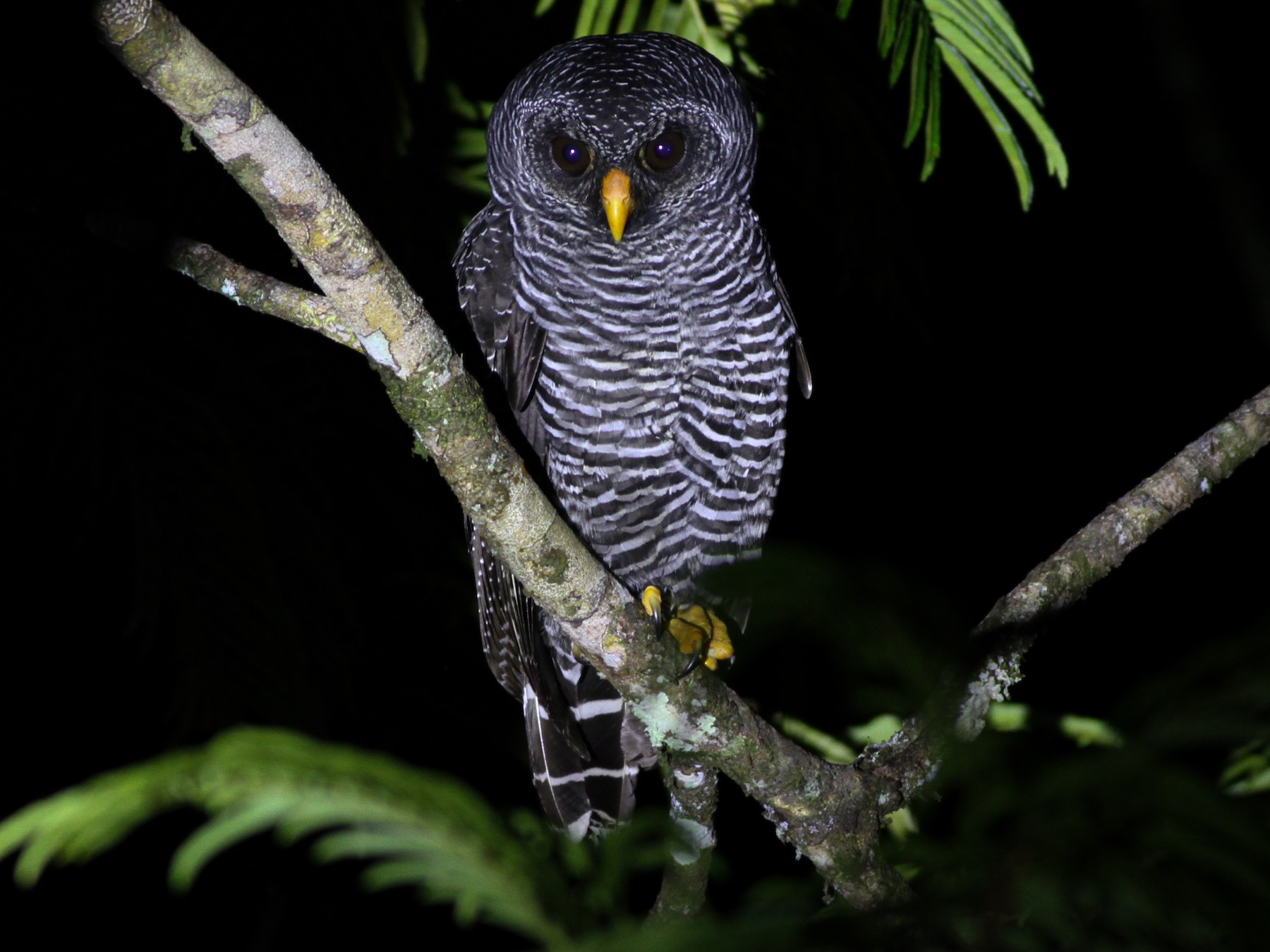 Rufous Banded Owl