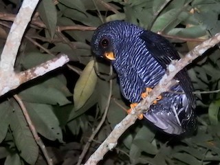 Black-banded Owl - eBird