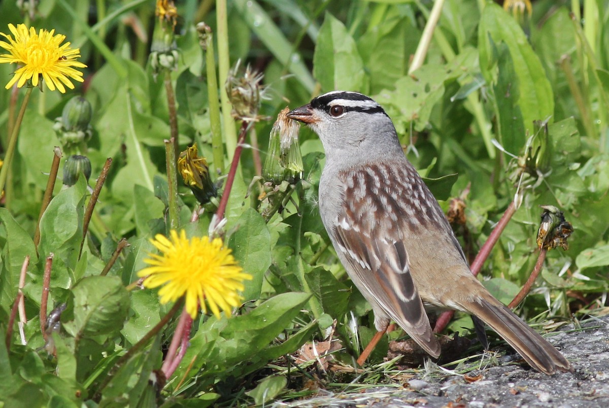 White-crowned Sparrow - Margaret Viens