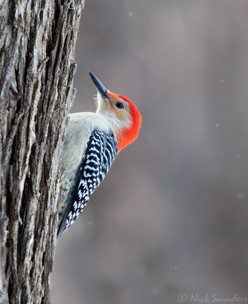 Red-bellied Woodpecker - ML74653581