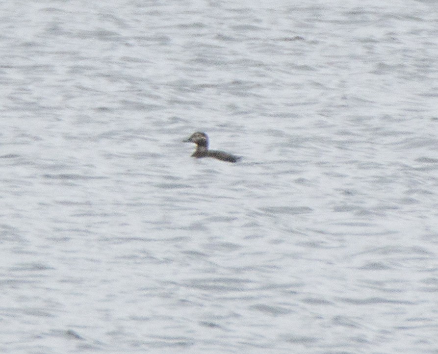Long-tailed Duck - ML74654881