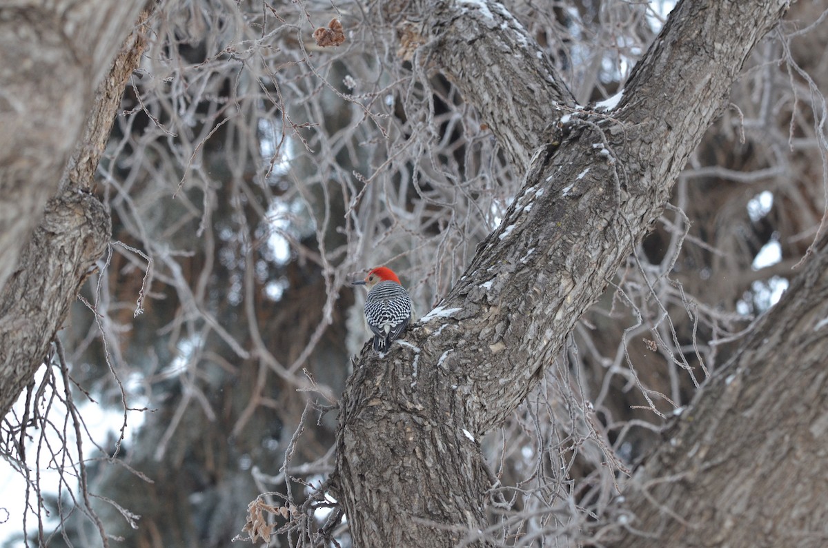 Red-bellied Woodpecker - ML74655241