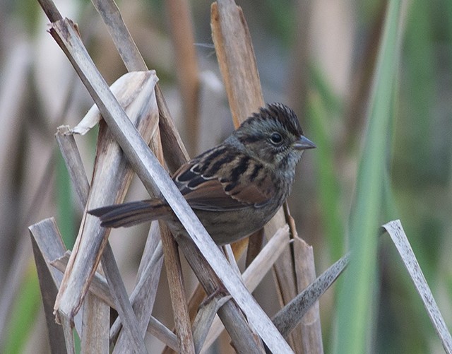 Swamp Sparrow - ML74655301