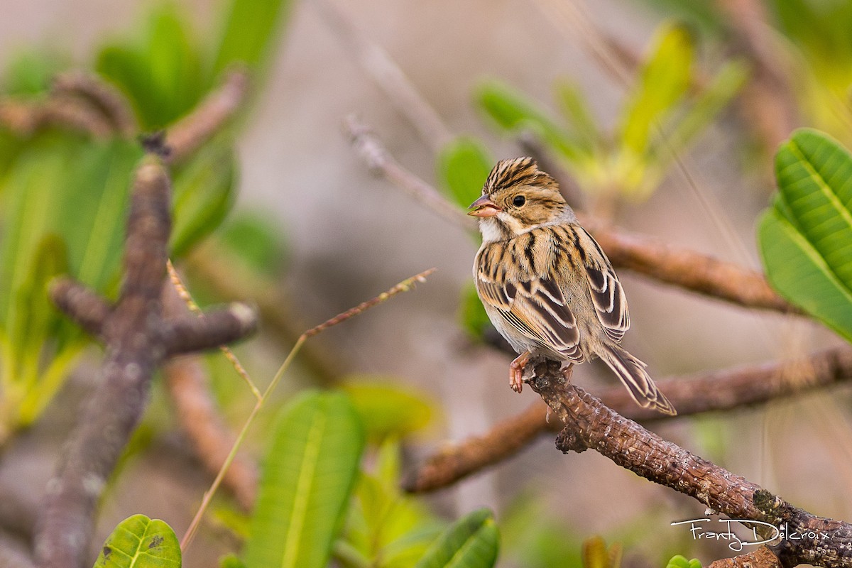 Clay-colored Sparrow - Frantz Delcroix (Duzont)