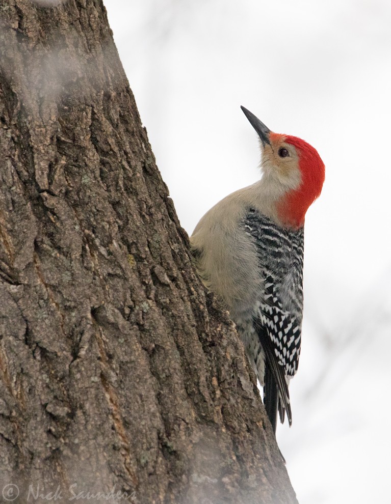 Red-bellied Woodpecker - Nick Saunders